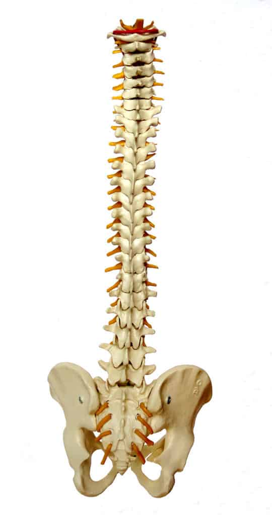 spine, backbone, vertebrae-957249.jpg